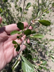 Cercocarpus montanus