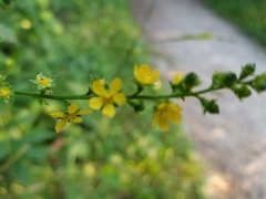 Agrimonia bracteata