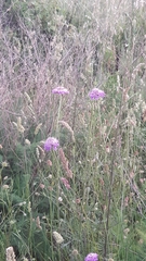 Sixalix atropurpurea