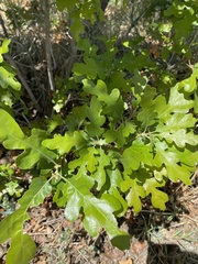 Quercus gambelii