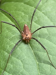 Leiobunum calcar