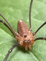 Leiobunum calcar