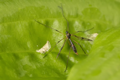 Ptychoptera contaminata