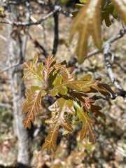 Quercus gambelii
