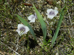 Calochortus elegans elegans