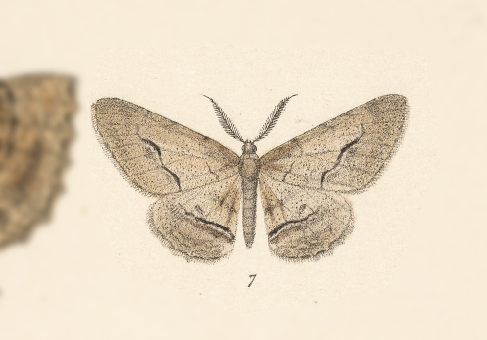 Stenoporpia noctiluca