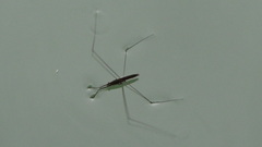 Aquarius elongatus