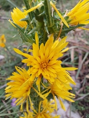 Scolymus grandiflorus