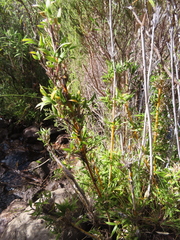 Bergbambos tessellata