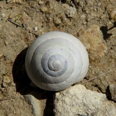 Sphincterochila