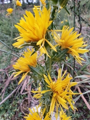 Scolymus grandiflorus