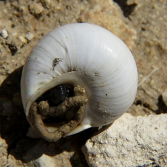Sphincterochila