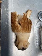 Verpa bohemica