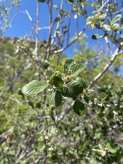 Cercocarpus montanus