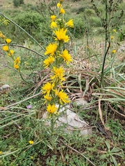 Scolymus grandiflorus