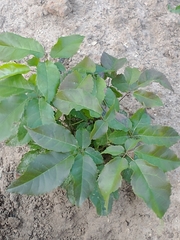 Handroanthus heptaphyllus
