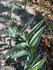 Maianthemum stellatum