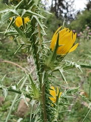 Scolymus grandiflorus
