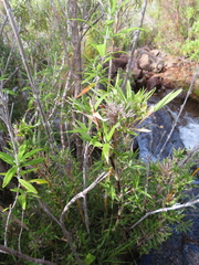 Bergbambos tessellata