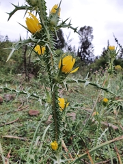 Scolymus grandiflorus