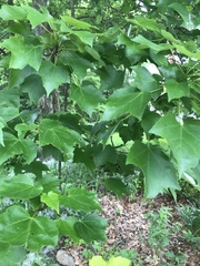 Acer rubrum