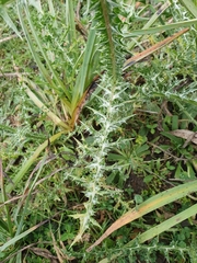 Scolymus grandiflorus