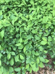 Lindera benzoin