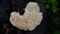 Cerioporus squamosus