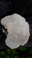 Cerioporus squamosus