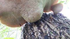 Cerioporus squamosus