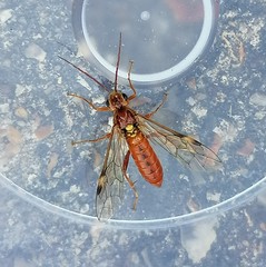 Tenthredopsis nassata