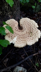 Cerioporus squamosus