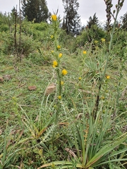 Scolymus grandiflorus