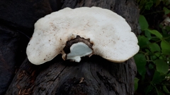 Cerioporus squamosus