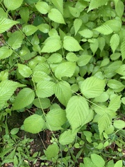 Rhodotypos