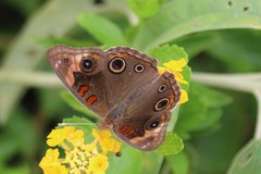 Junonia stemosa