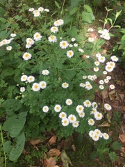Tanacetum parthenium