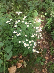 Tanacetum parthenium