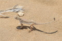 Phrynocephalus interscapularis