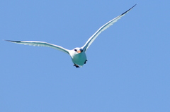 Phaethon lepturus catesbyi