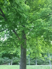 Acer saccharinum