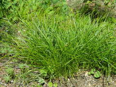 Carex geyeri