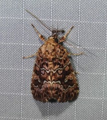 Callopistria granitosa