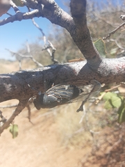 Hadoa chiricahua