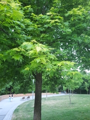 Acer saccharinum