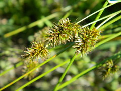 Carex hoodii