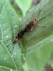 Dialysis fasciventris