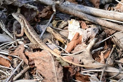 Sceloporus siniferus