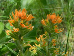 Castilleja hispida acuta
