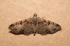 Eupithecia laquaearia